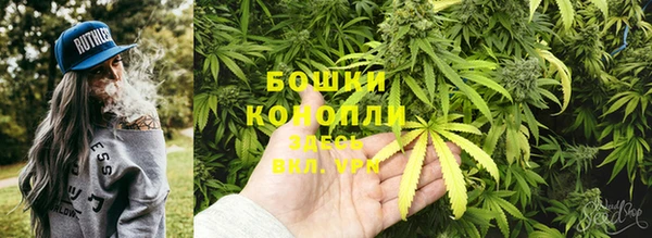 прущие грибы Аркадак