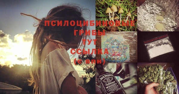 прущие грибы Аркадак